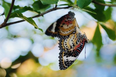 Close-up of butterfly on leaf