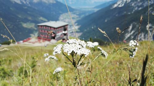 Close-up of white flowers in field