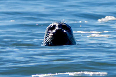 Close-up of duck swimming in sea