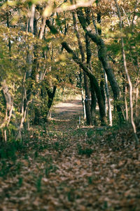 View of trees in park