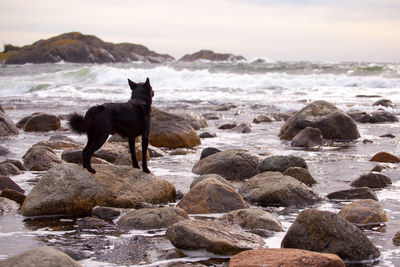 Dog on rock at beach against sky