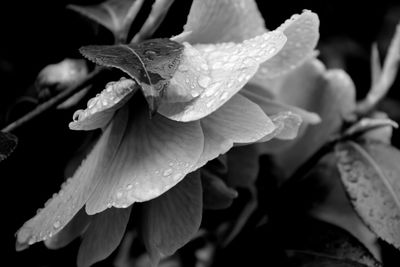 Close-up of wet flower blooming outdoors