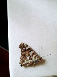 High angle view of dead butterfly on table