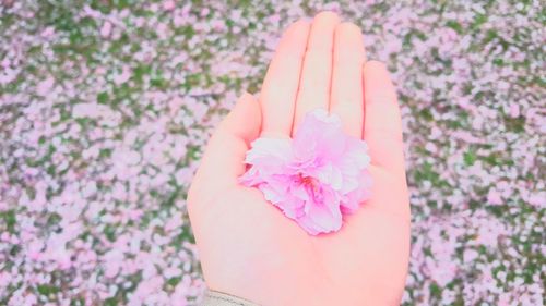 Close-up of hand on pink flowers