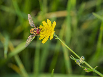 Close-up of bee pollinating on flower