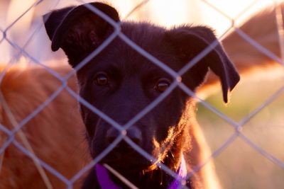 Portrait of dog seen through chainlink fence