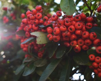 Close-up of red berries growing on tree