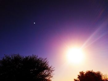 Low angle view of sun shining through trees