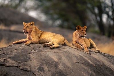 Lioness with dog