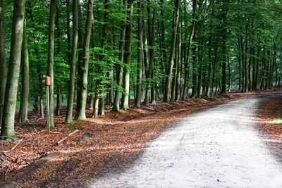 View of bamboo trees in forest