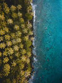 High angle view of plants by sea