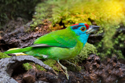 Close-up of bird perching on rock