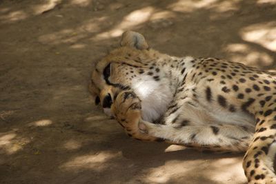 Close-up of tiger relaxing outdoors