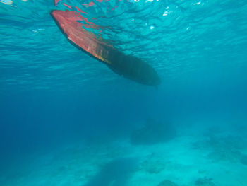 Jellyfish swimming in sea
