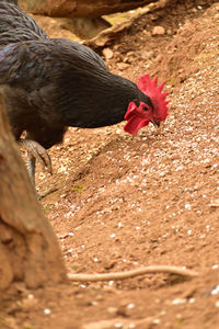 Close-up of rooster