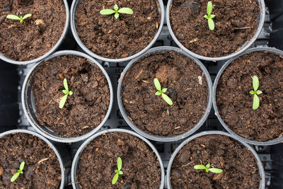 Directly above shot of small potted plants