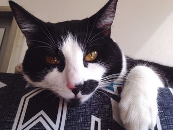 Portrait of cat at home