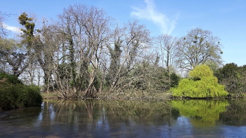 Scenic view of lake in forest against sky