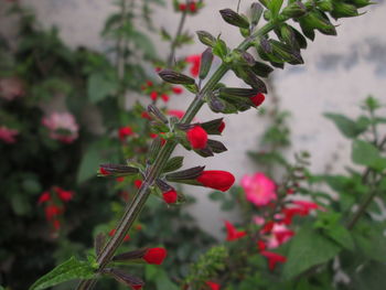 Close-up of red flowering plant