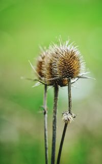 Close-up of dandelion growing outdoors
