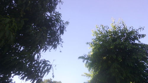 Low angle view of trees against clear sky