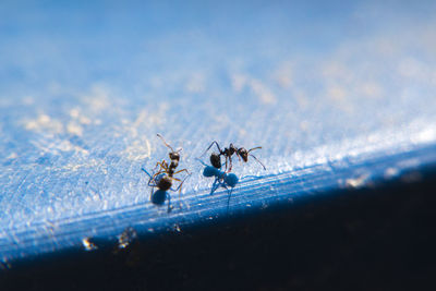 Close-up of ant on the ground