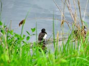 Ducks on a lake