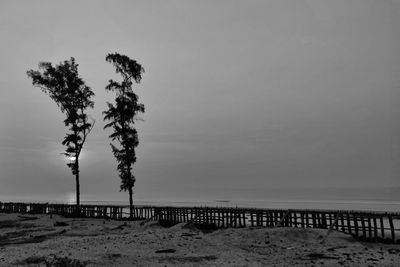 Trees on beach against sky