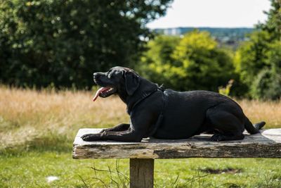 Close-up of black dog against trees