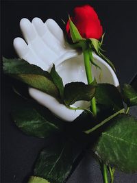 Close-up of flowers and hand on black background