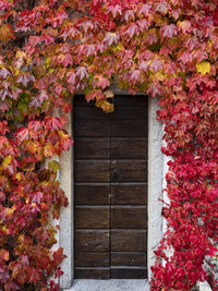 Red ivy on a facade of a building