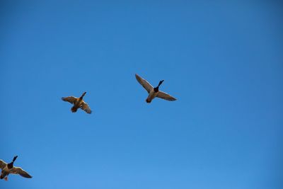 Low angle view of birds flying in sky