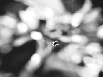 Close-up of spider on web