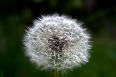 Close-up of dandelion flower