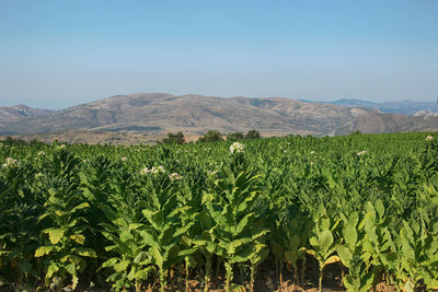 Scenic view of field against clear sky