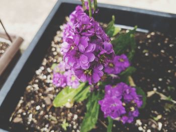 Close-up of purple potted plant