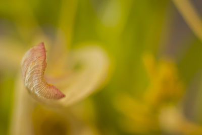 Close-up of flower against blurred background