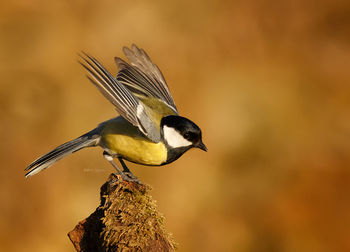 Bird perching on wooden post