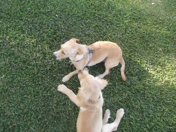 High angle view of dog on field