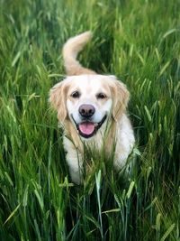 Portrait of dog on field