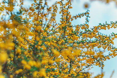 Low angle view of soft yellow flowering plant