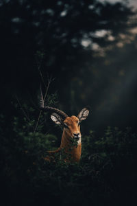 Deer standing on field