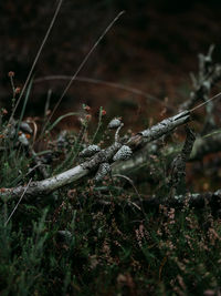 Close-up of plants growing by tree branch