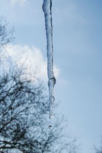 Close-up of frozen tree against sky during winter