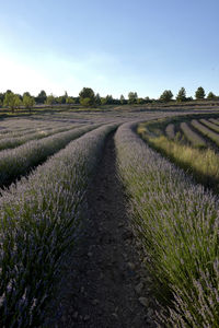 Scenic view of agricultural field against clear sky