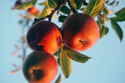 Close-up of fruits on tree against sky