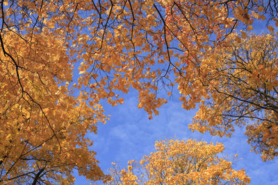 Low angle view of autumnal trees against sky