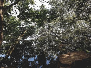 Low angle view of trees in forest