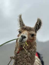 Close-up of donkey against sky