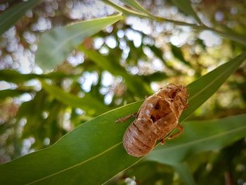 Close-up of insect on leaf